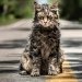 Primeras imágenes de la nueva versión de “Pet Sematary”