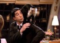 Apareció Marcel, el mono de “Friends” y podría tener una nueva serie