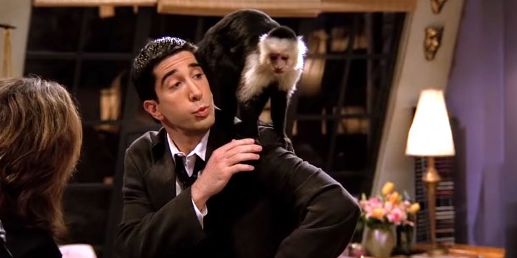 Apareció Marcel, el mono de “Friends” y podría tener una nueva serie