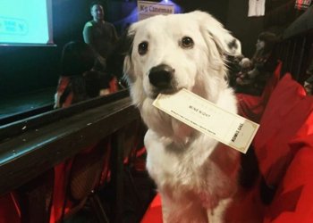 Conocé el único cine que te deja entrar con tu perro