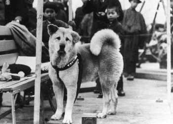 Nuevas fotos inéditas sobre “Hachiko”, el perro más fiel del mundo