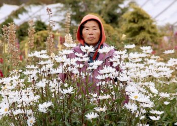 Construir TV estrena “Halmoni” un film que cuestiona la identidad cultural