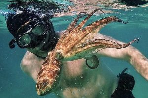 Mi maestro el pulpo, el documental de Netflix del que todos hablan