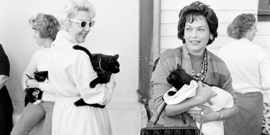 El histórico casting de gatos negros de Hollywood