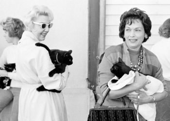 El histórico casting de gatos negros de Hollywood