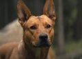 La emocionante historia real de Sarii, el perro de Prey