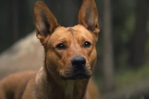 La emocionante historia real de Sarii, el perro de Prey