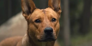 La emocionante historia real de Sarii, el perro de Prey