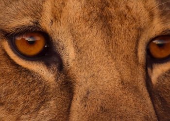 El ex presidente que ganó un Emmy por una producción de Netflix