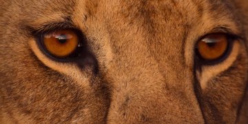 El ex presidente que ganó un Emmy por una producción de Netflix