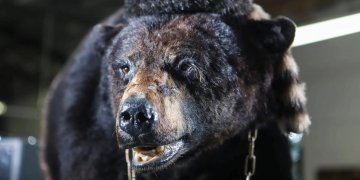 Primer póster de “Cocaine Bear”, un thriller basado en hechos reales que dará que hablar