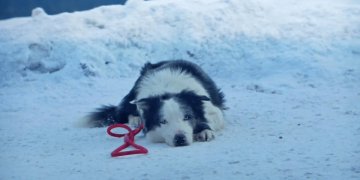 La historia de Messi: el perro de Anatomy of a Fall