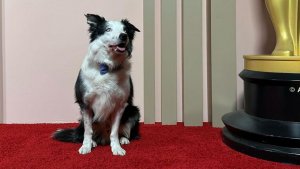 Qué pasó con Messi, el perro de Anatomy Of a fall que no irá a los premios Oscars