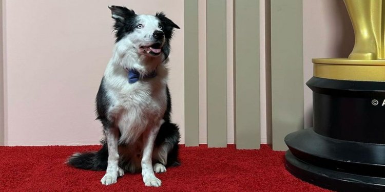 Qué pasó con Messi, el perro de Anatomy Of a fall que no irá a los premios Oscars
