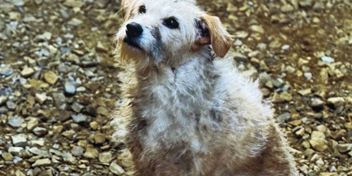 La historia de Bobby, el perro de House of the Dragon