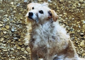 La historia de Bobby, el perro de House of the Dragon