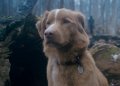 Good Boy: la película de terror que todos esperan… y que recuerda a Coraje, el perro cobarde