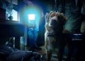 Salió el trailer de Good Boy, la película de terror más original del año