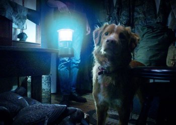 Salió el trailer de Good Boy, la película de terror más original del año