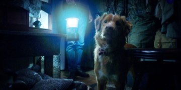 Salió el trailer de Good Boy, la película de terror más original del año