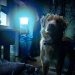Salió el trailer de Good Boy, la película de terror más original del año