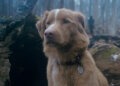 Tres películas imperdibles para ver este fin de semana en streaming