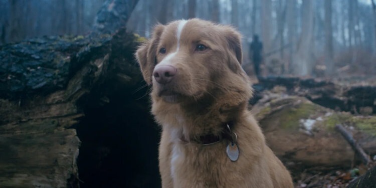 Tres películas imperdibles para ver este fin de semana en streaming